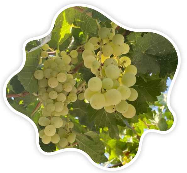 عنب