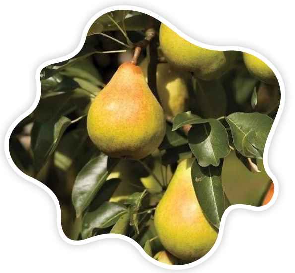 الكمثرى