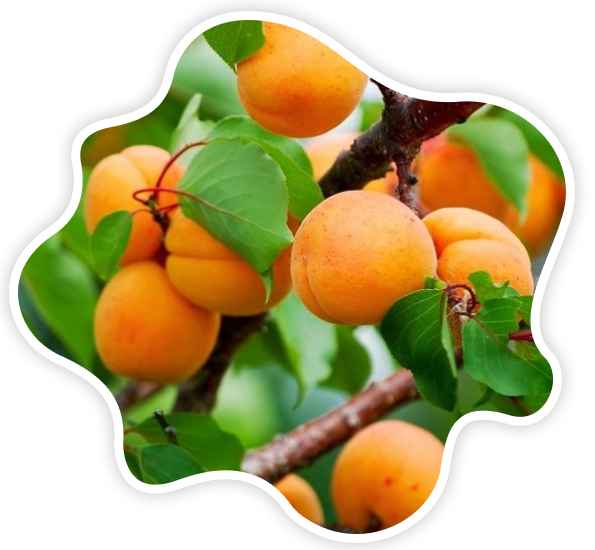 المشمش